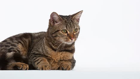 Brown-Tabby-Domestic-Cat-on-White-Background,-Real-Time-4K