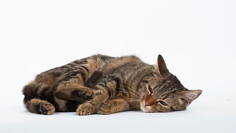Brown-Tabby-Domestic-Cat-resting-on-White-Background,-Real-Time-4K