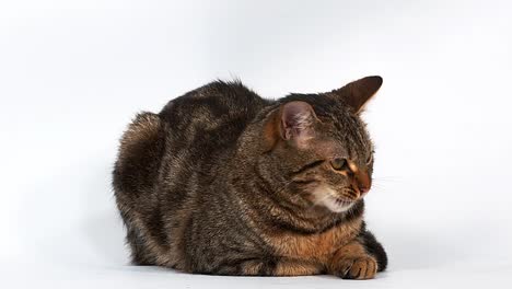 Brown-Tabby-inländische-Katze-lecken-ihre-Koteletts-auf-weißem-Hintergrund,-Real-Time-4K