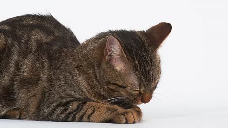Brown-Tabby-domésticos-gato-lamiendo-sus-patas-sobre-fondo-blanco,-4K-en-tiempo-Real