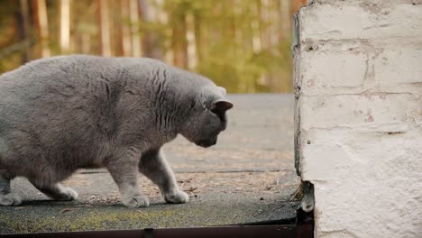 gray-British-cat-is-walking-on-the-roof