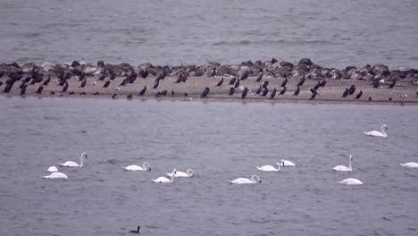 Swan,-Cygnus,-Cygnus-olor,-Schwäne-swimming-on-a-lake,-IJsselmeer,-cormorant,-Phalacrocorax-carbo,-sea-raven,-Kormoran,-Netherlands,-4K