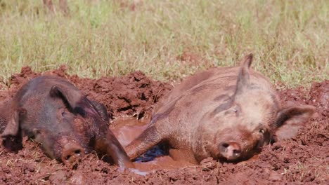 Freilandhaltung-Schweine-suhlen-im-Schlamm