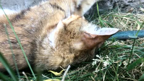 hermoso-gato-fluffy-está-descansando-en-la-hierba