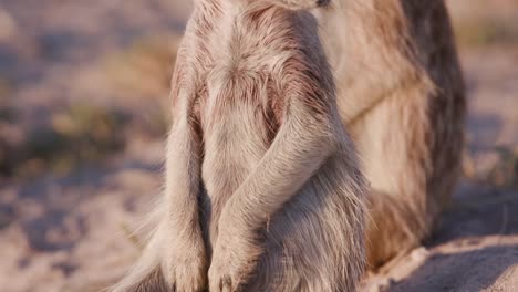 Close-up-panning-up-view-of-meerkat-sitting-on-sentry-duty