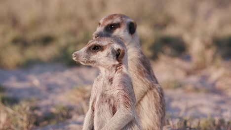 Close-up-panning-up-view-of-meerkat-sitting-on-sentry-duty