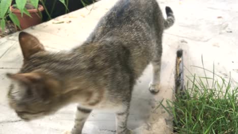 Tabby-Katze-mit-runden-Augen-geht-über-den-Hof