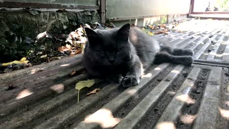 flauschige-graue-Katze-ruht-auf-der-Straße-im-Schatten