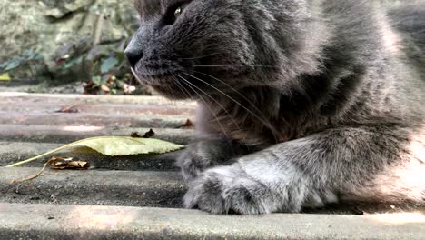 flauschige-graue-Katze-mit-runden-Augen-im-freien