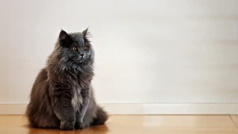 British-Longhair-Cat-Standing-on-a-Hardwood-Floor-2