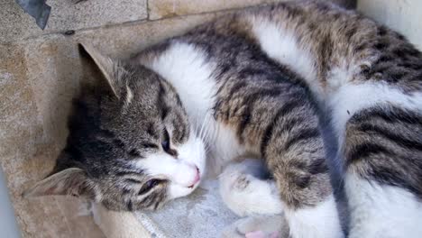 Gato-sin-hogar-duerme-en-la-calle-en-el-verano