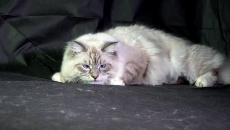 lustige-weiße-flauschige-blauäugige-Katze-überwacht-den-Laserstrahl