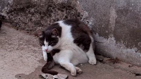 Lustige-Katze-sitzt-in-der-Nähe-von-Wand