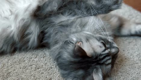 Gray-fluffy-cat-resting-on-the-rug