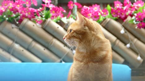 Katze-stehen-dort-mit-einer-schönen-Blume-Hintergrundfarbe