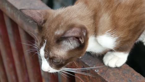 Stray-Katzen-