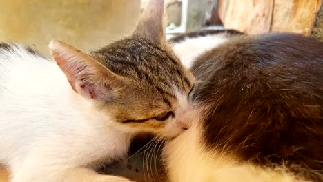 Close-up-view-of-a-baby-cat-drinking-milk-from-the-mother.