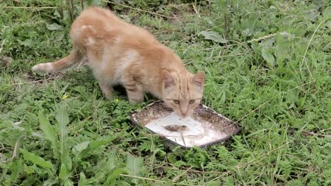 Pelirrojo-gato-comiendo