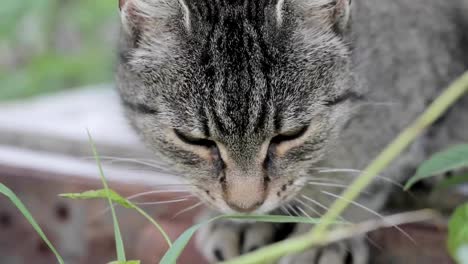 Katze-auf-der-Wiese-im-freien