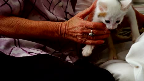 Senior-women-stroking-kitten-on-armchair-at-retirement-home-4k