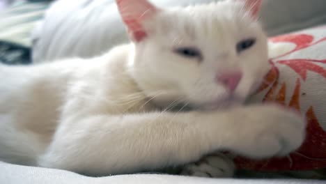 A-white-cat-is-waking-uf-from-nap