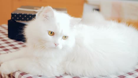 Charming-fluffy-cat