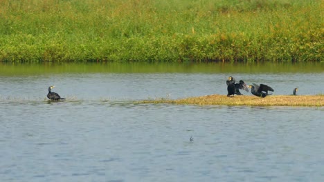 Bird-in-wild/wetland:-Phalacrocorax-carbo