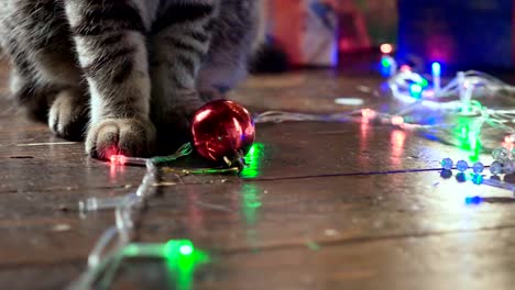 Katze-in-der-Nähe-der-Weihnachtsbaum-und-Geschenke