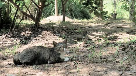 Gato-doméstico-en-tierra-de-suelo