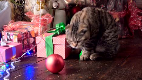 Cat-near-the-Christmas-tree-and-gifts