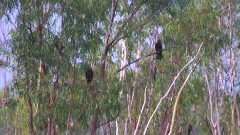 Hábitat-de-aves-Halcón-Milano-negro-en-la-provincia-de-Nakhonnayok,-Tailandia