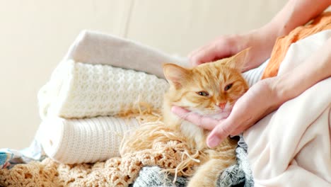 Cute-ginger-cat-sleeps-on-a-pile-of-knitted-clothes.-Warm-knitted-sweaters-and-scarfs-are-folded-in-heaps.-Fluffy-pet-is-dozing-among-cardigans.-Man-strokes-his-pet.-Cozy-home-background