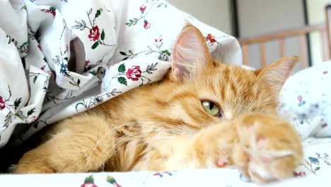 Cute-ginger-cat-lying-in-bed-under-a-blanket.-Fluffy-pet-comfortably-settled-to-sleep.-Cozy-home-background-with-funny-pet