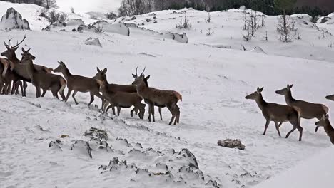 Weiß---angebundene-Rotwild-im-Schnee,-Uhd-stock-video