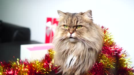 Celebrar-la-Navidad-con-gato-persa-precioso-y-una-caja-de-regalo-hermosa:-4k