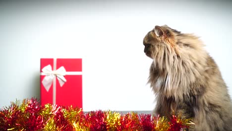 Celebrar-la-Navidad-con-gato-persa-precioso-y-una-caja-de-regalo-hermosa:-4k