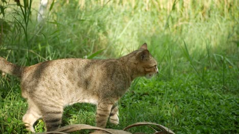 Katze-seinen-Körper-zu-lecken-und-zu-Fuß