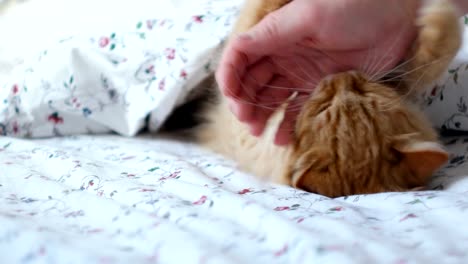 Cute-ginger-cat-lying-in-bed.-Men-strokes-fluffy-pet,-it-starting-to-play-and-bite