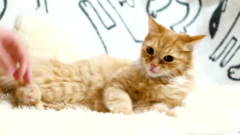 Cute-ginger-cat-lying-in-bed.-Men-strokes-fluffy-pet,-it-starting-to-play-and-bite