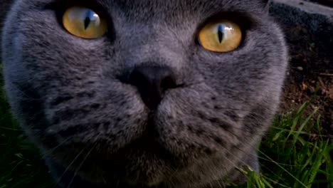 Gray-cat-lying-on-the-grass-and-looking-at-the-camera