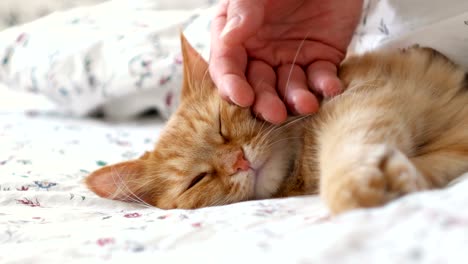 Süße-Ingwer-Katze-im-Bett-liegend.-Männer-Striche-flauschige-Tier,-schnurrt-es