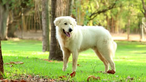 Schöne-ausdrucksstarker-Hund-mit-Instinkten-in-höchster-Alarmbereitschaft-zu-bemerken-etwas-geschieht-hinter-der-Kamera.-4-k-Clip-Auflösung-des-reinen-gezüchtet-Hund-portrait