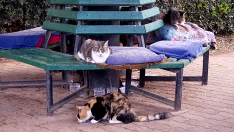 three-cats-in-a-park-while-relaxing-and-eating