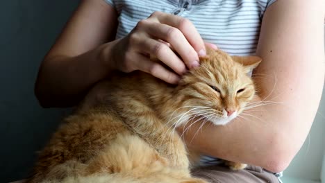 Mujer-frotando-ligeramente-lindo-jengibre-gato-acostado-en-sus-brazos.-Mascota-muy-esponjoso-ronronea-cierra-ojos-de-placer.-Casa-acogedora