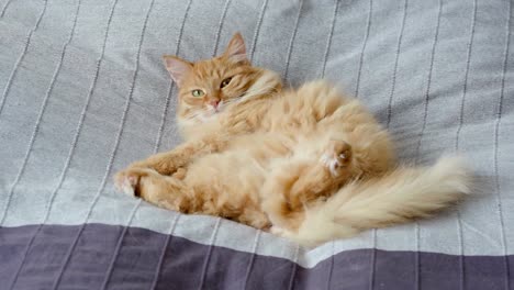 Cute-ginger-cat-lying-belly-up-in-bed-on-grey-blanket,-Fluffy-pet-is-going-to-sleep.-Cozy-home-background.-Flat-profile