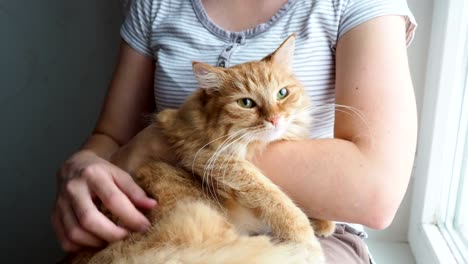 Frau-streicheln-süße-Ingwer-Katze-liegend-in-die-Arme.-Sehr-flauschig-Haustier-schnurrt-schließt-Augen-vor-Freude.-Gemütliches-Zuhause