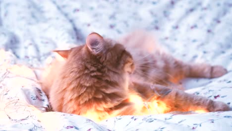 Süße-Ingwer-Katze-beißen-leuchtenden-Glühbirnen,-Urlaub-Dekoration.-Gemütliches-Zuhause-Urlaub-Hintergrund