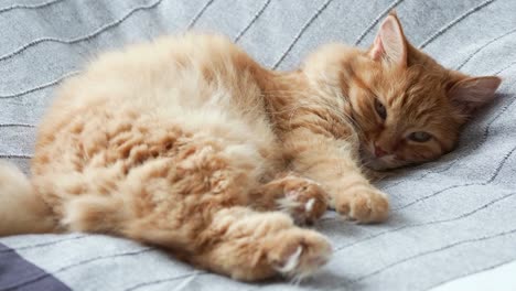 Süße-Ingwer-Katze-liegend-im-Bett-auf-graue-Decke,-flauschige-Tier-wird-zum-schlafen.-Gemütliches-Zuhause-Hintergrund