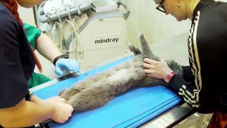 Ultrasound-diagnostic-in-veterinary-clinic