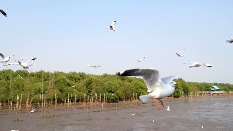 4k-of-Seagulls-circling-above-the-mangrove-forest-at-Bang-Pu-Samut-Prakan-,-Thailand